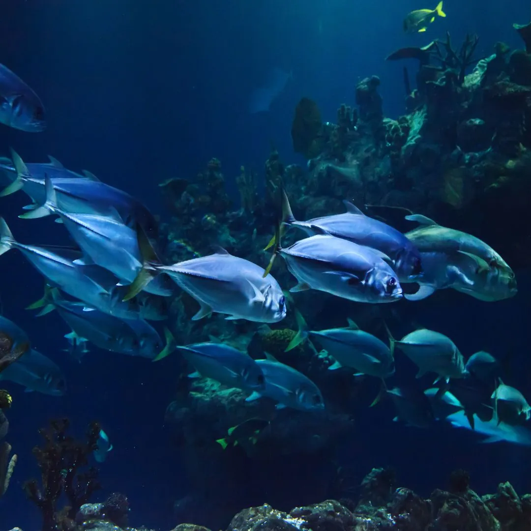 All Too Clear Screening - Collingwood