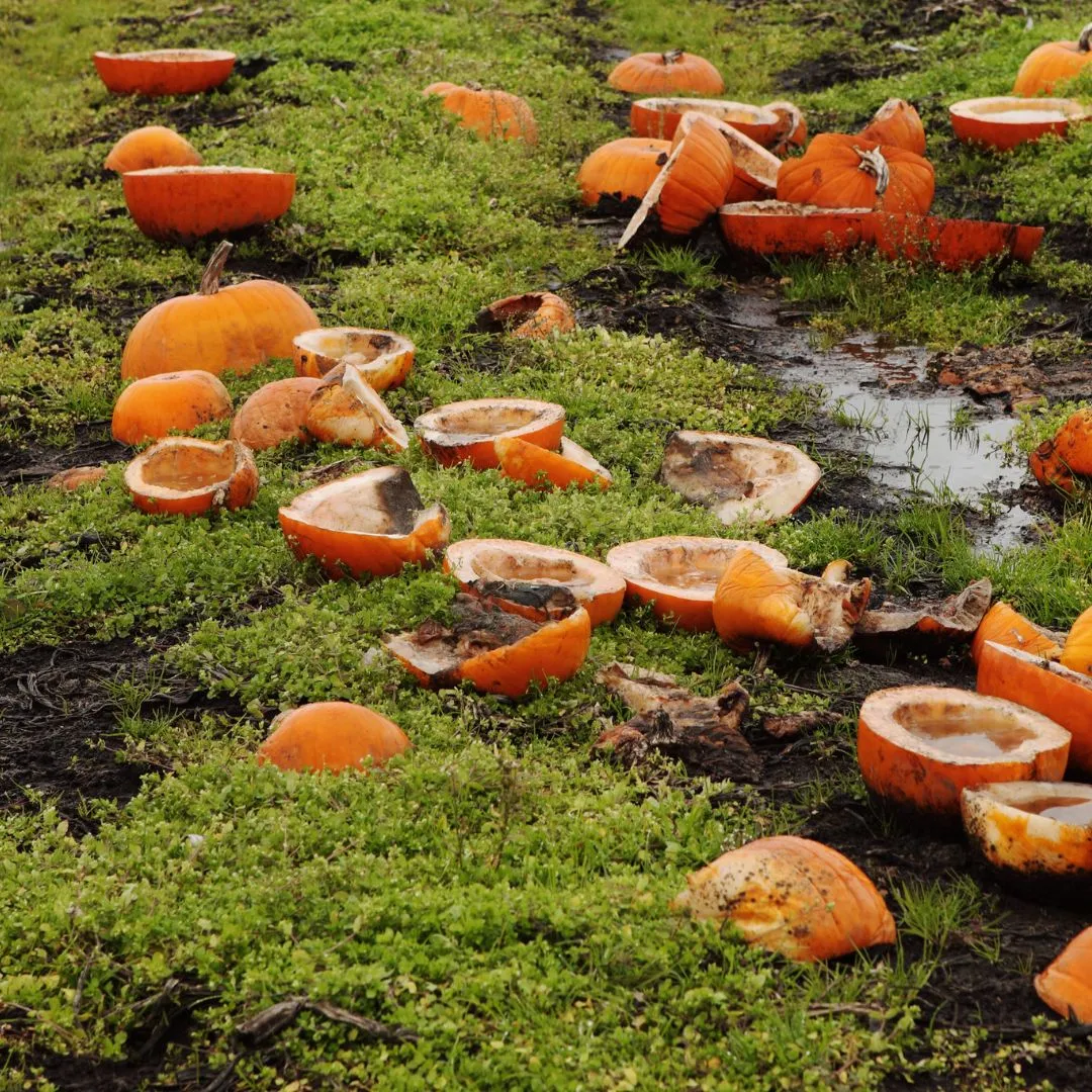 5th Annual Pumpkin Smash