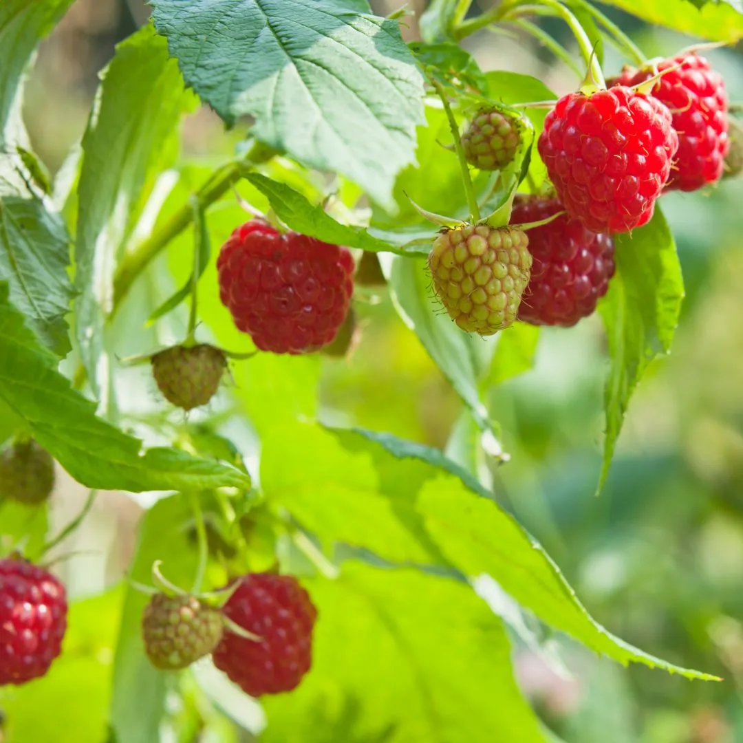 Collingwood Garden Club - Creating a Food Forest with Ben Caesar