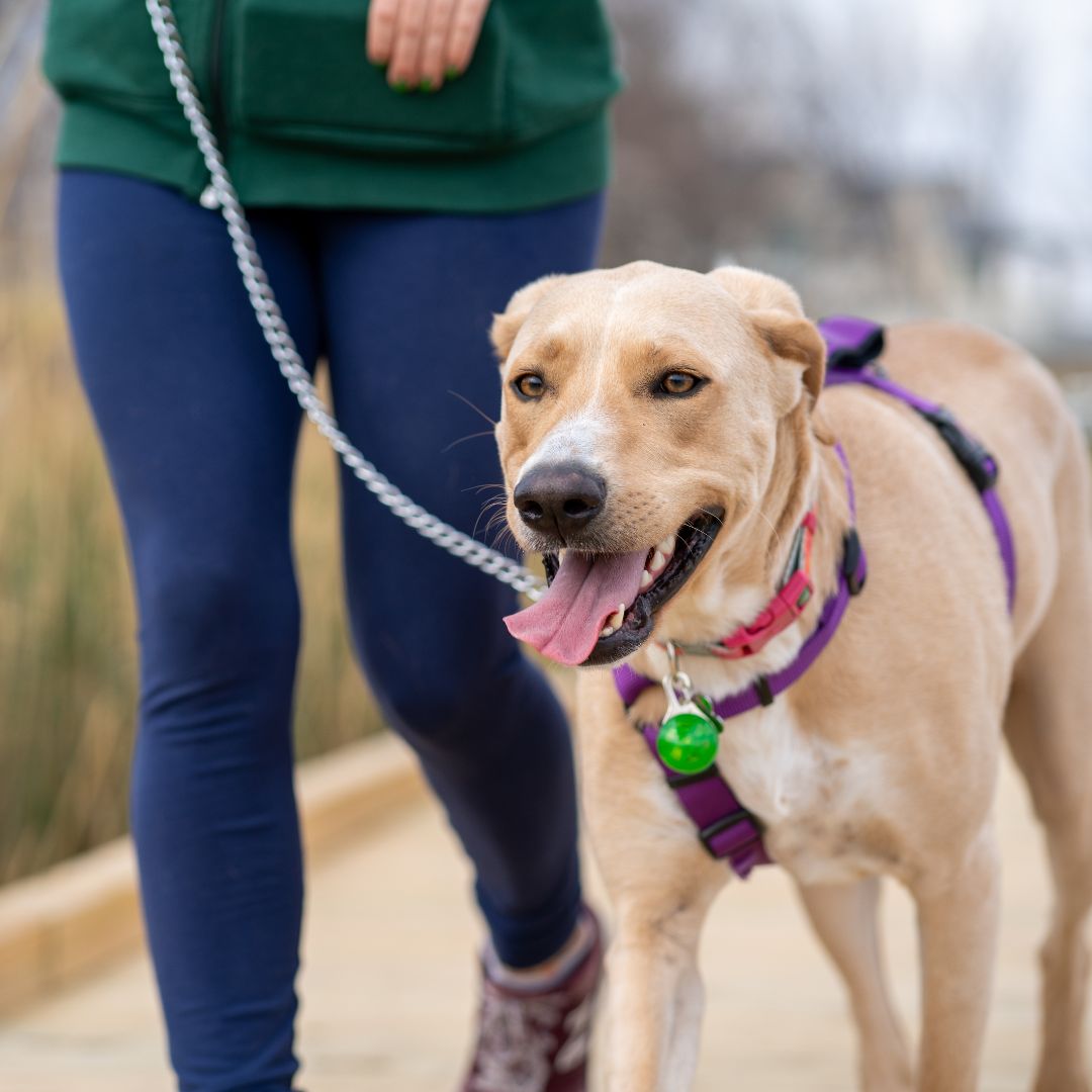 GTHS Walk for Pets 2025