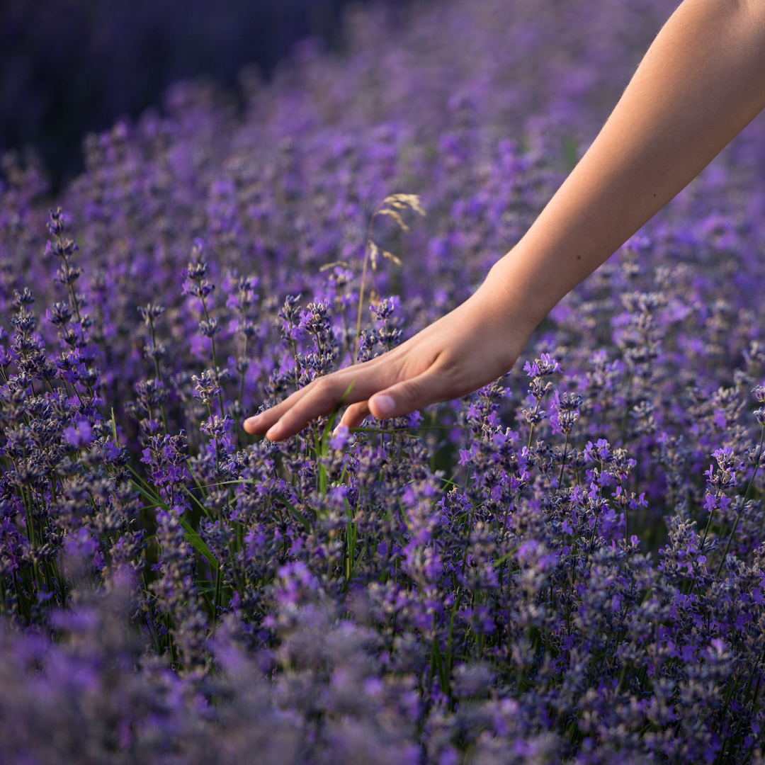The Meaford Lavender Festival
