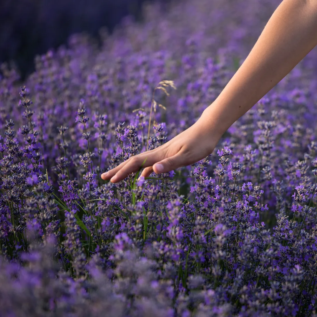 The Meaford Lavender Festival