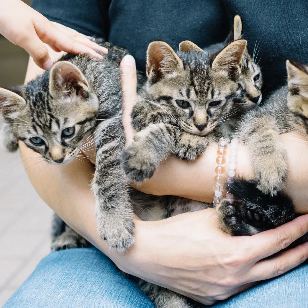 Georgian Triangle Humane Society's Kittypalooza