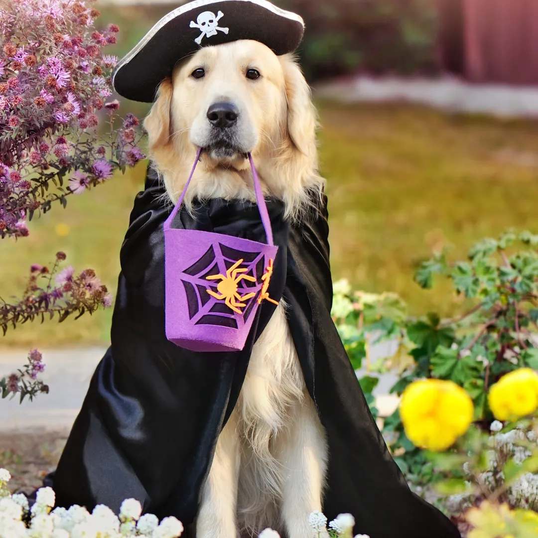 Wag-O-Ween After Pawty