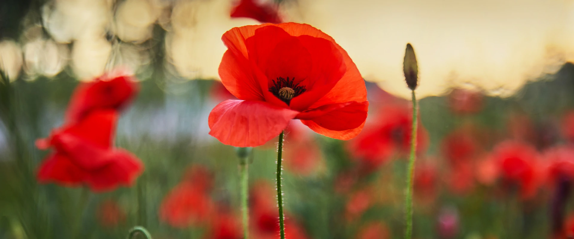 Remembrance Day
