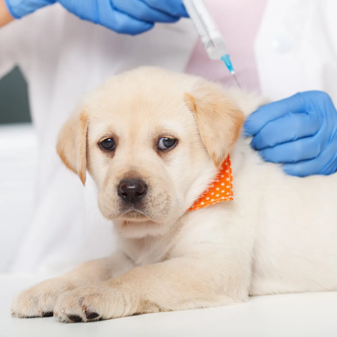 Georgian Triangle Humane Society's Rabies and Microchip Clinics