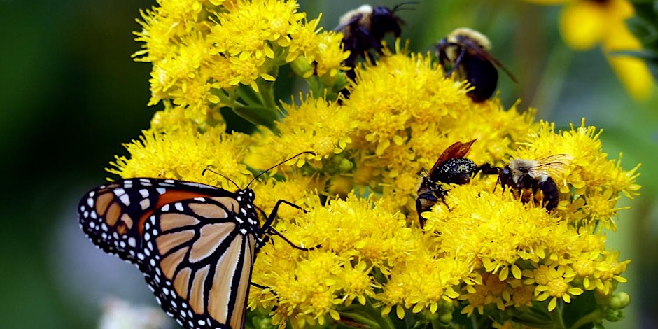 Growing Native Plant Seed Orchards: Can Wild Genetics Be Farmed?