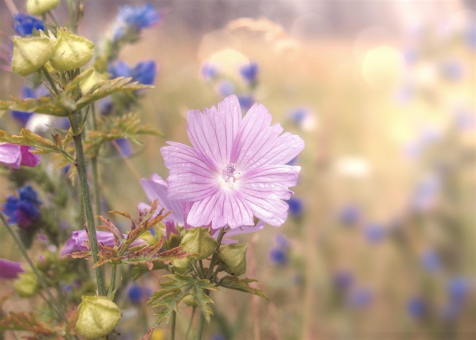 The Spirit of Herbs Workshop with Michael Vertolli
