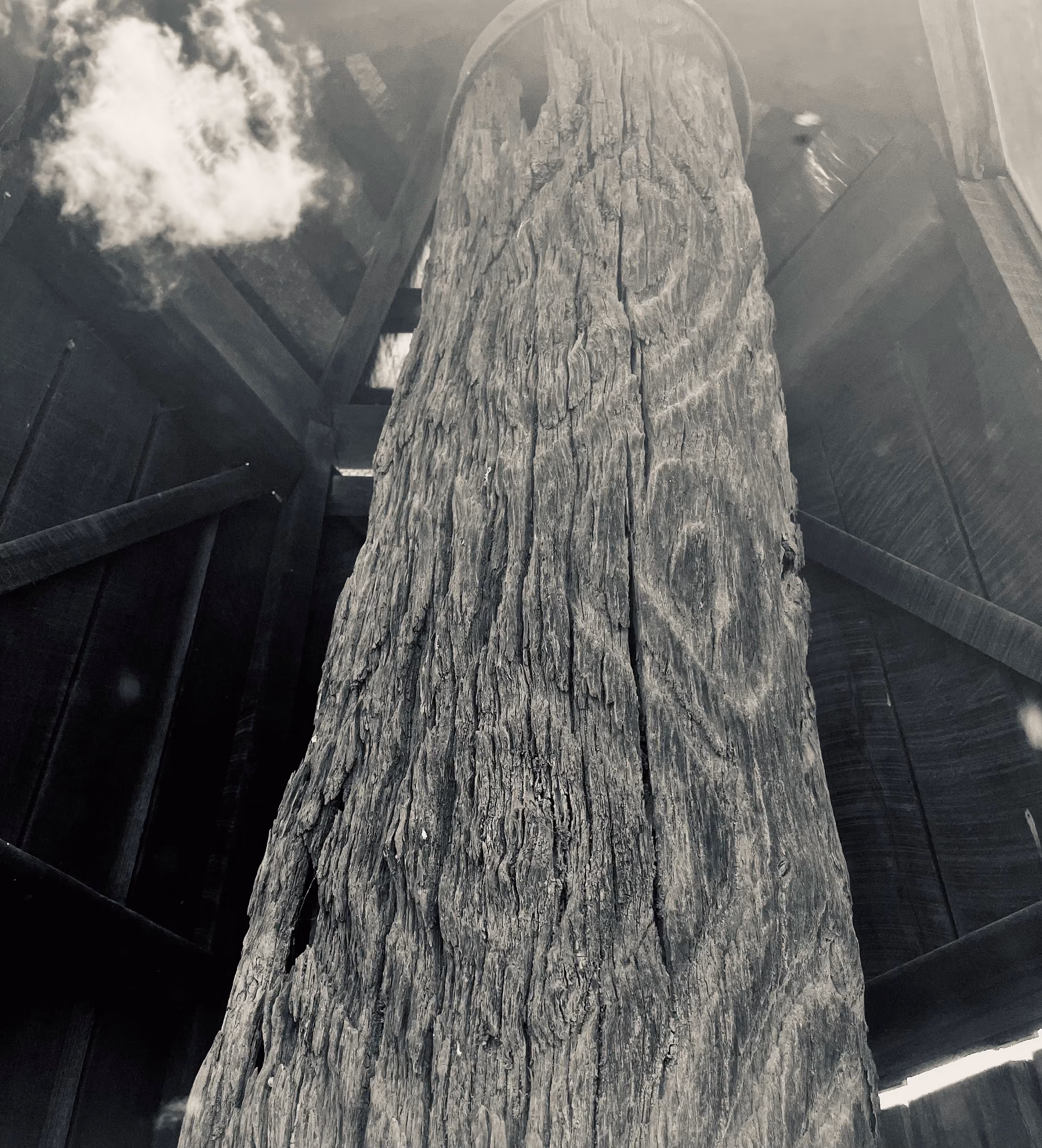 41_Dendroglyph_Aboriginal-Carved-Cermonial-Tree_photo-SCrawford.jpg