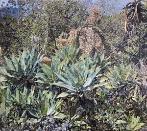 BULLEN_Arid+garden_Wollongong.jpg