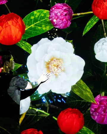THE GIANT CAMELLIAS BLOOMED BY MY HANDS