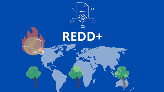 ไขข้อข้องใจความแตกต่างระหว่าง REDD, REDD+ และทำไม “+” ถึงมีความสำคัญ