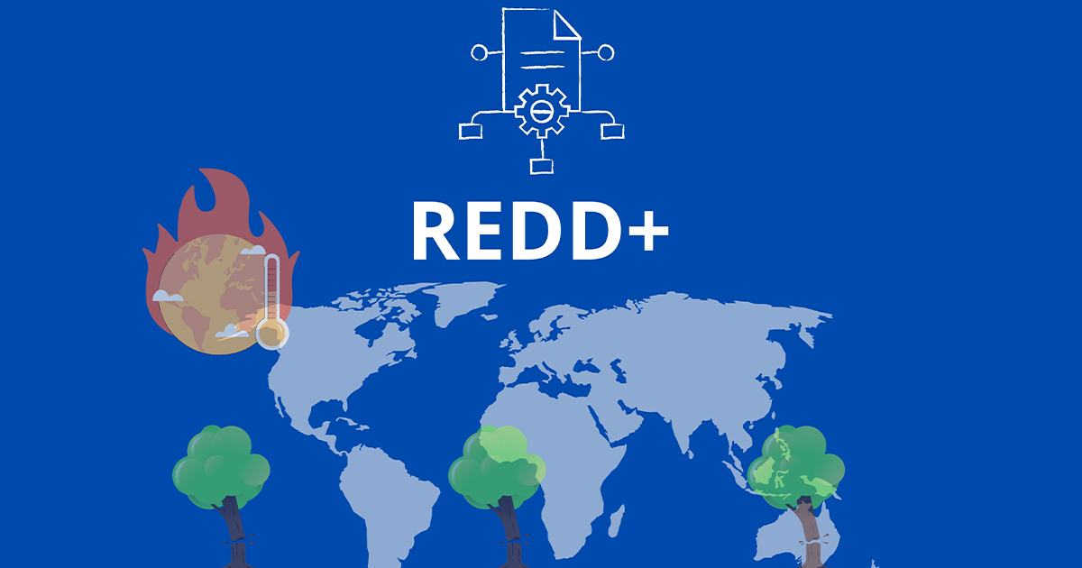 ไขข้อข้องใจความแตกต่างระหว่าง REDD, REDD+ และทำไม “+” ถึงมีความสำคัญ