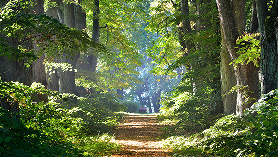 การจำแนกประเภทป่า (Forest Classification) คืออะไร? และทำไมเราถึงต้องแบ่งชนิดของป่าไม้