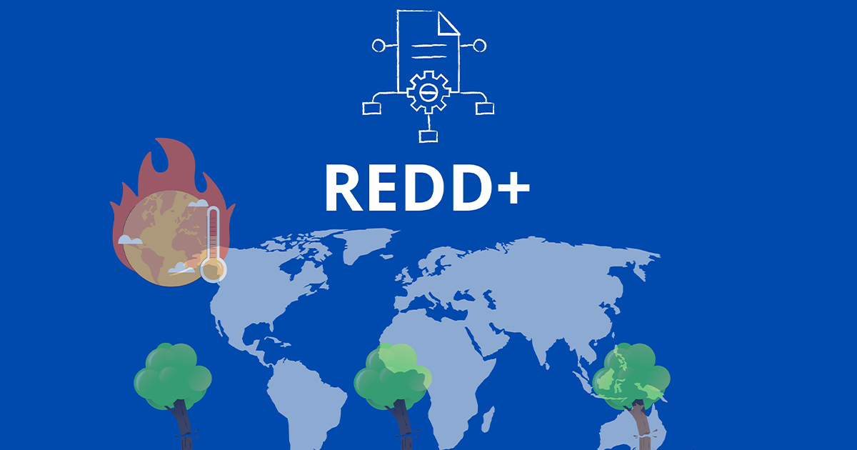 ความท้าทายของการนำ REDD+ ไปใช้จริง จากปัญหากฎหมายไปจนถึงการติดตามผล