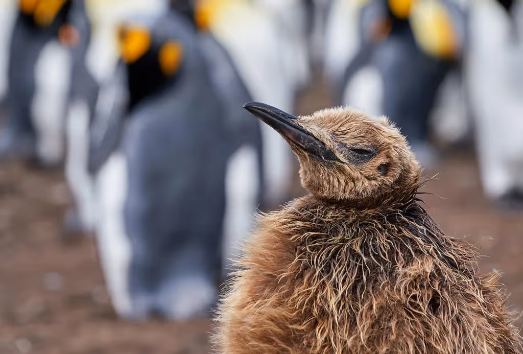King penguin chick in the Falklands, photography by Rodrigo Moraga