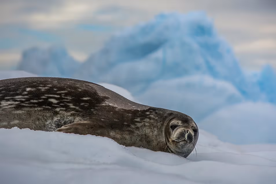 Weddell seal, photo by Pelin