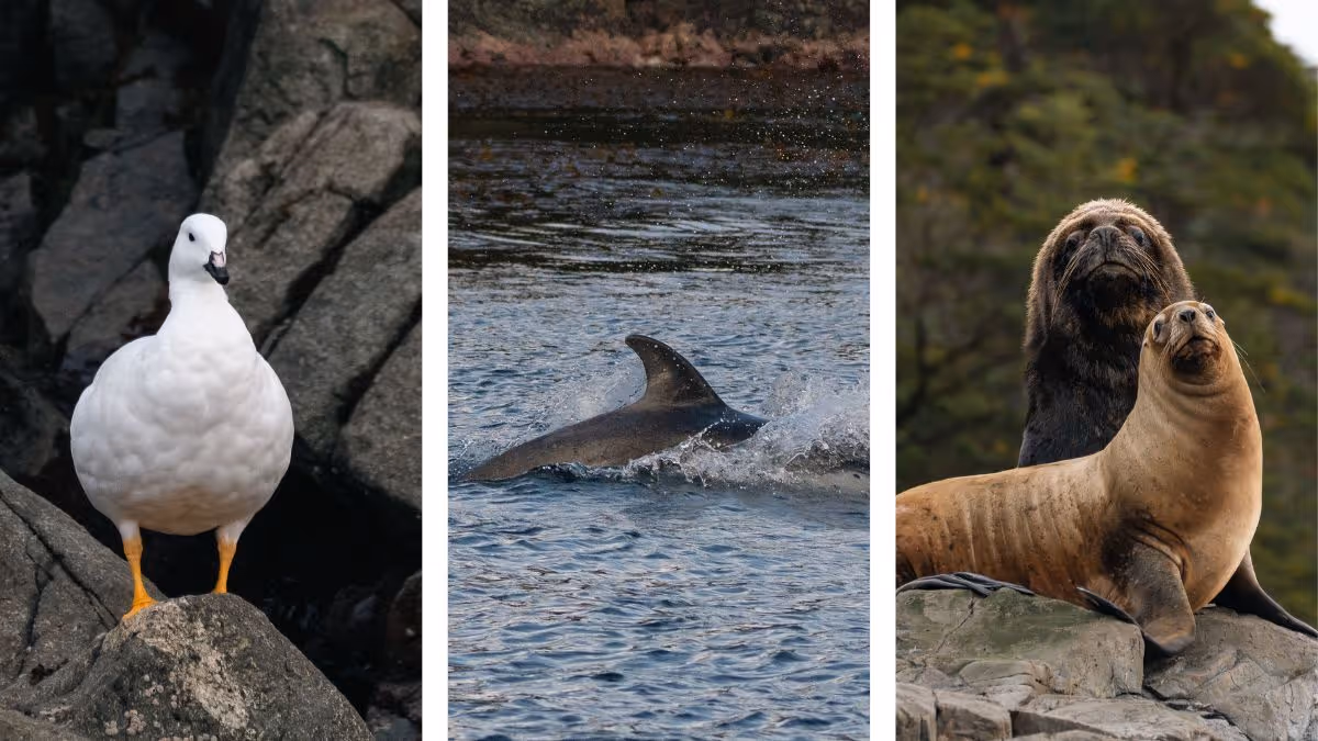 Singular wildlife from patagonia & chilean fjords