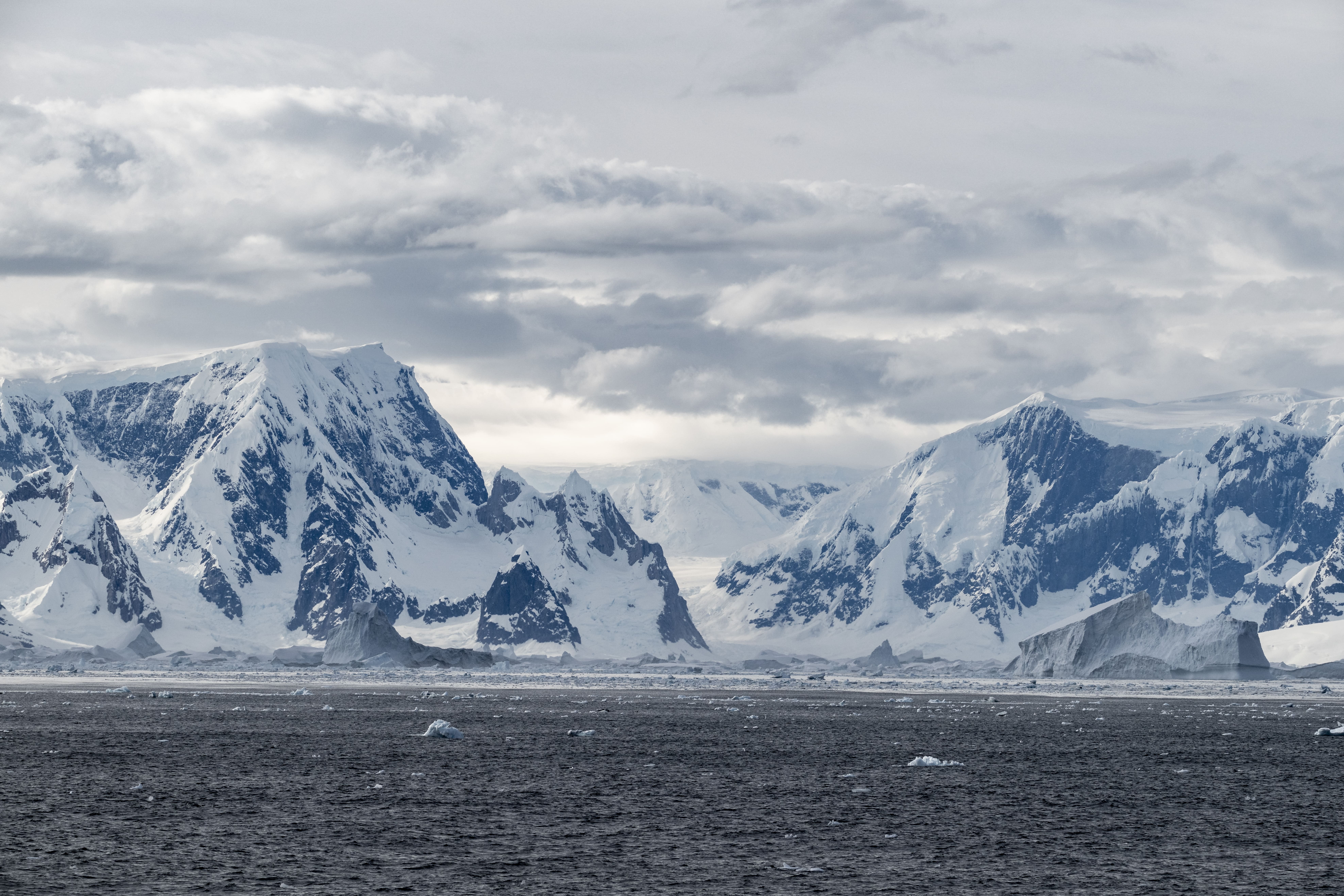 Gentoo penguins on snow with icebergs in the background during the Antarctic summer