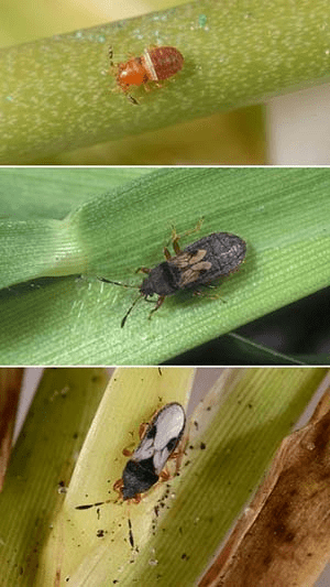 Chinch bug life stages: nymph, short-winged adult, and adult