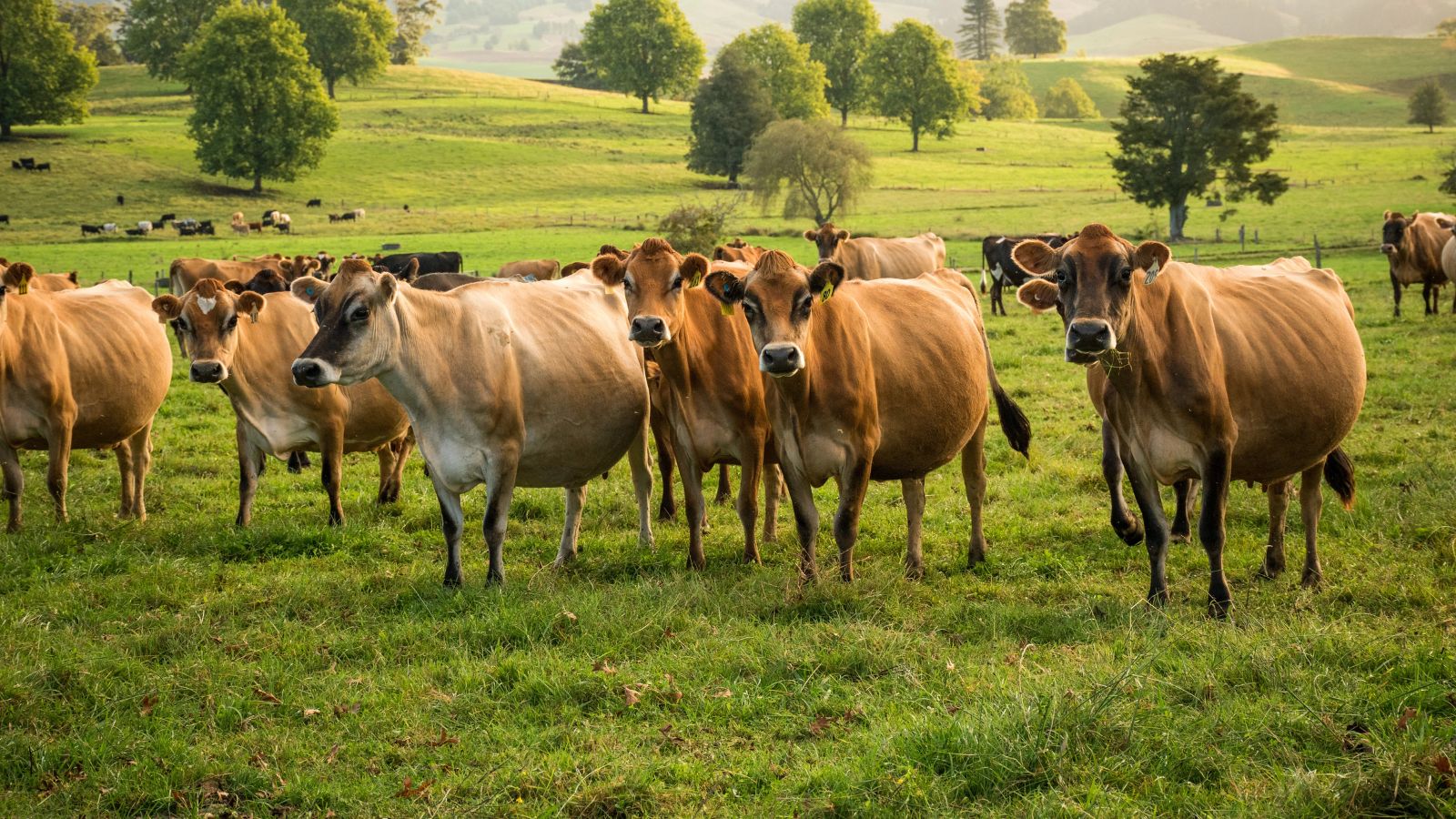 Herd of cows
