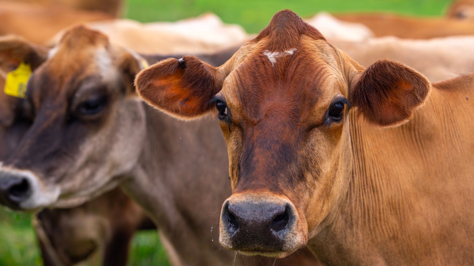 Farmers with the cow