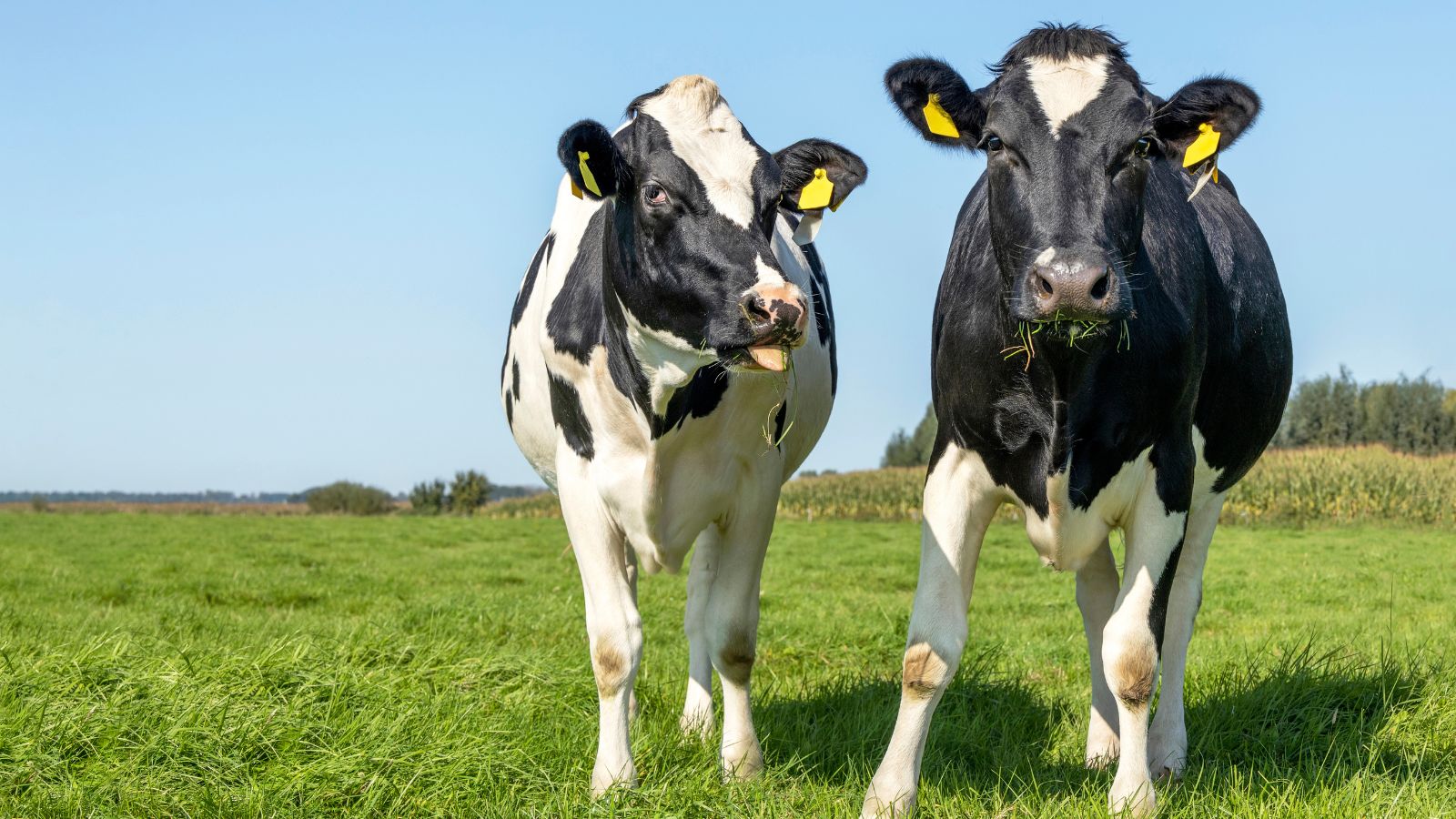Farmer walking his cow