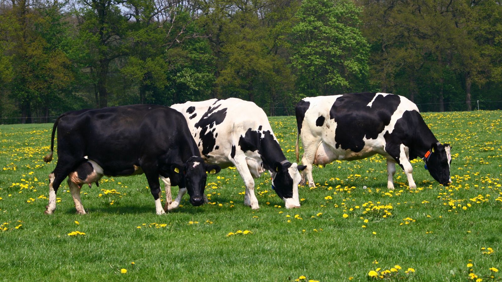 Herd of cows