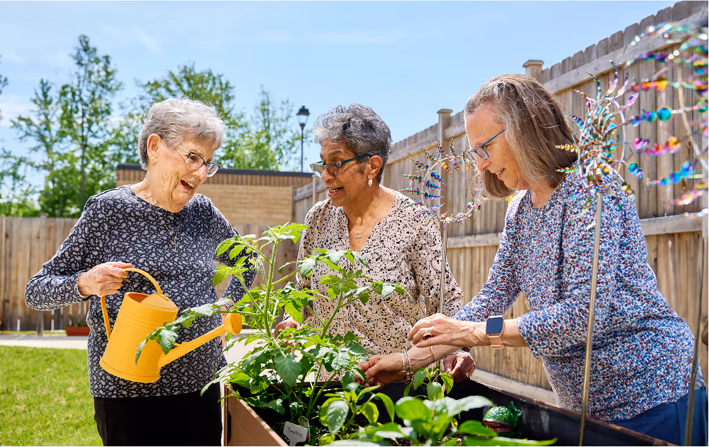 Three elderly women enjoying gardening outdoors
