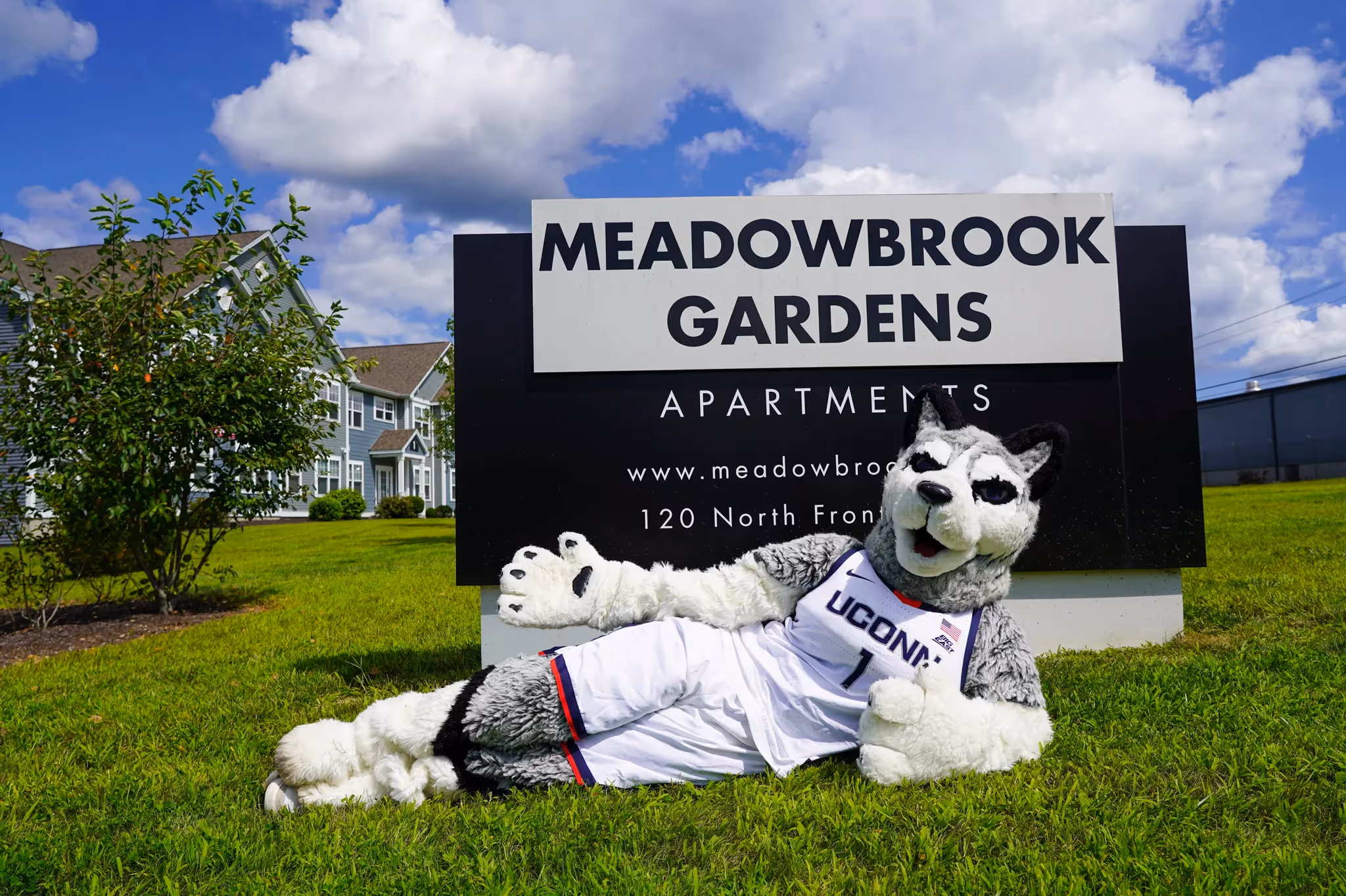 The UConn Huskies mascot posing in front of the Meadowbrook Gardens Apartments sign, promoting student housing in Mansfield Center, CT.