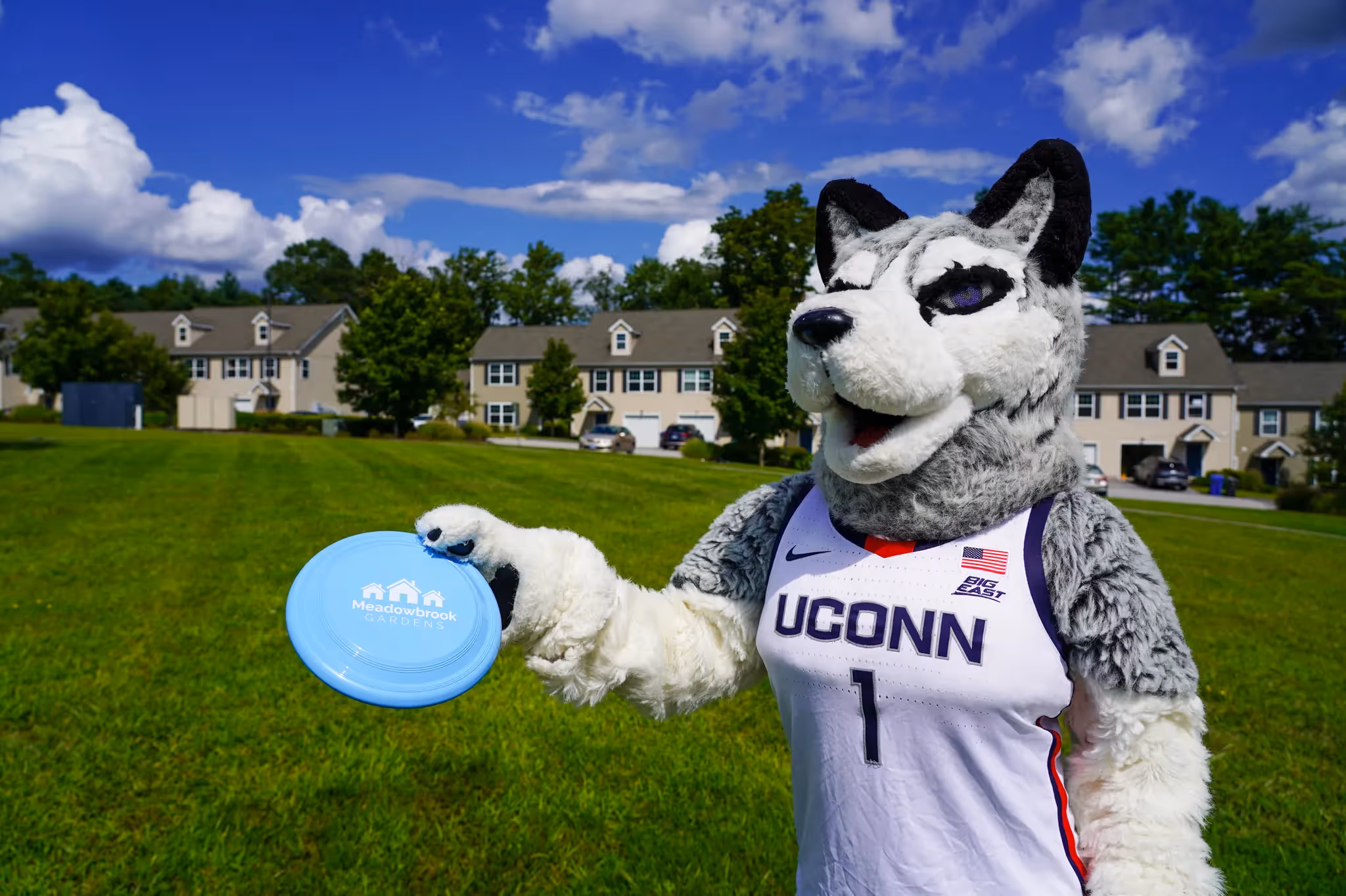 The UConn Huskies mascot holding a Meadowbrook Gardens frisbee on a green lawn, with apartment buildings in the background, promoting student living at Meadowbrook Gardens in Mansfield Center, CT.