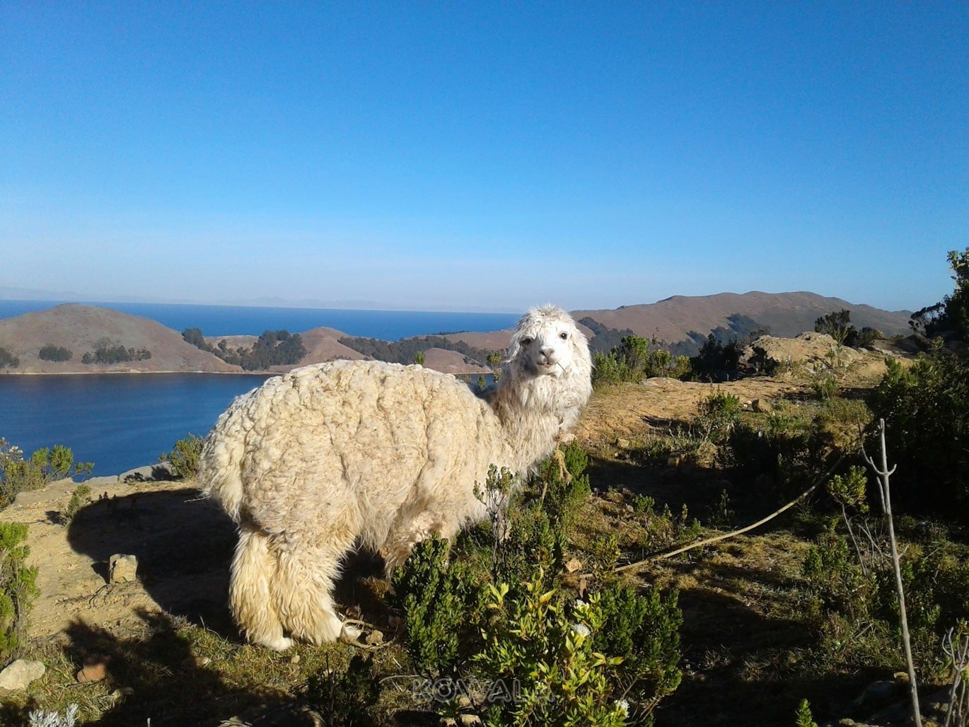 lama a la isla del sol en bolivie