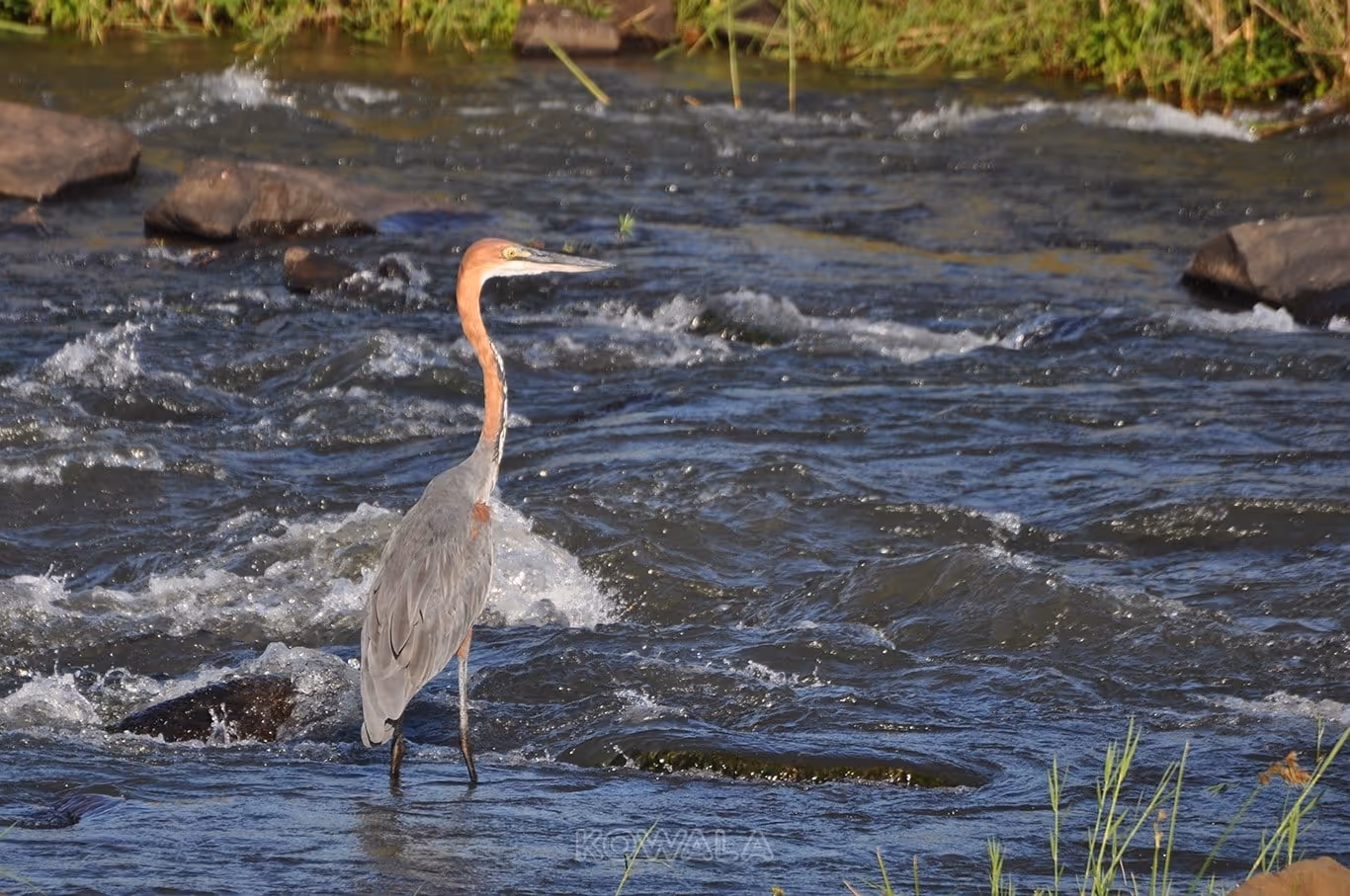 Le Heron Goliath en chasse furtive