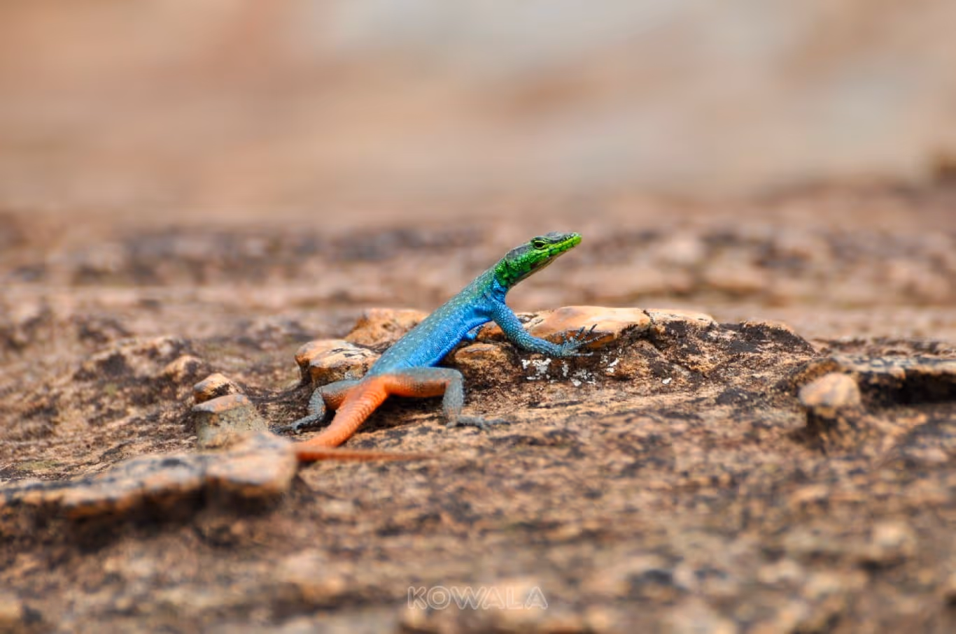 lezard-multicolore-potholes