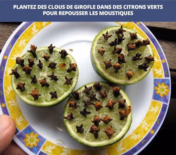 girofle-repulsif-moustique-astuces backpacker-kowala