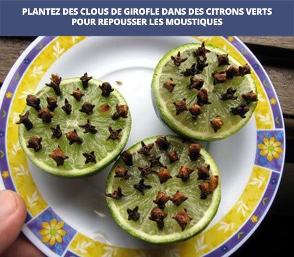 girofle-repulsif-moustique-astuces backpacker-kowala