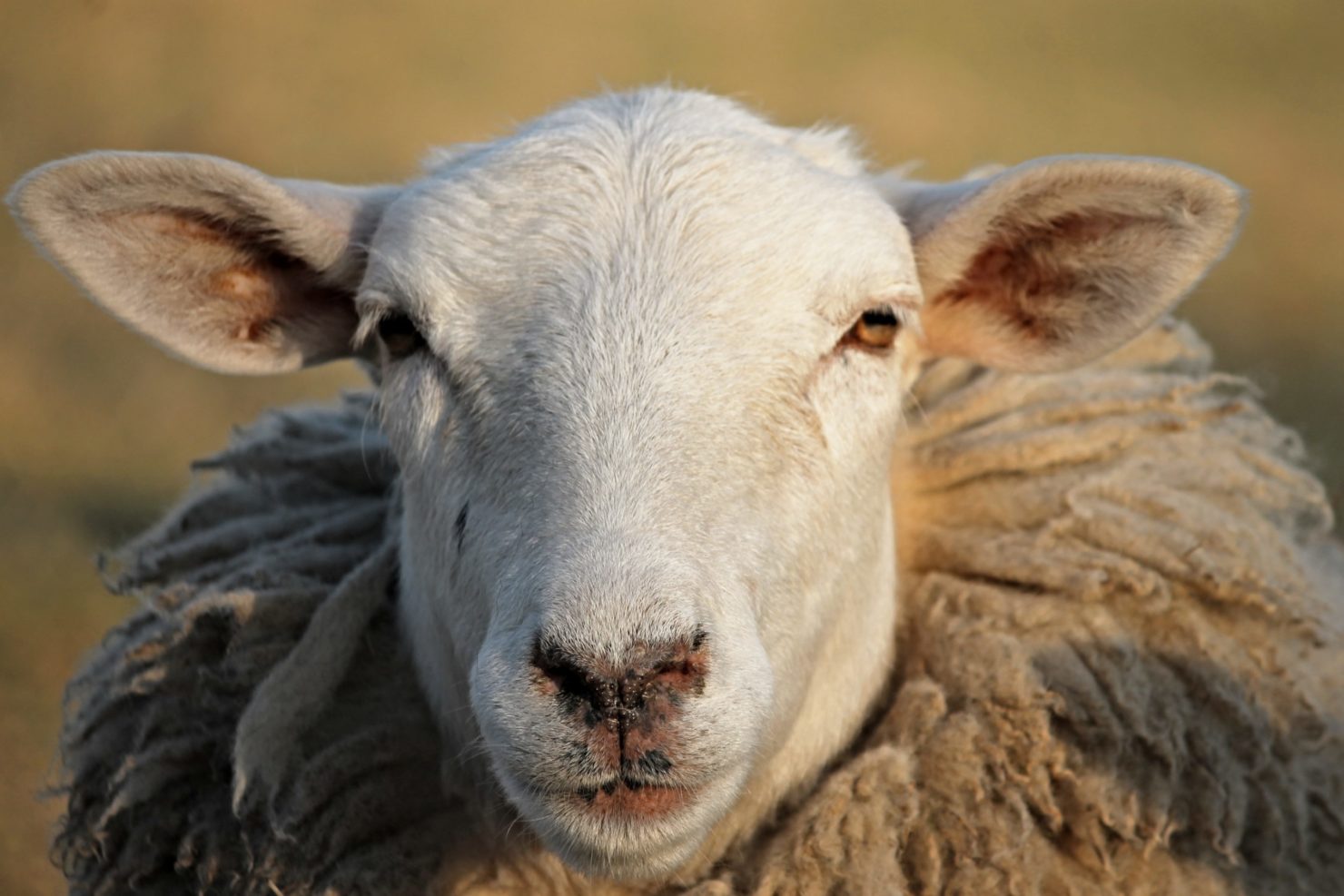 laine merinos vetement voyage