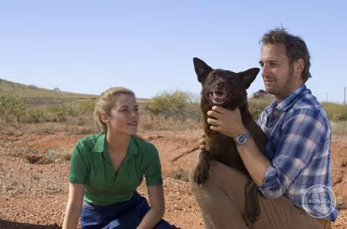 meilleurs films cinema australie - Red Dog - kowala.fr © Woss Group Film Production