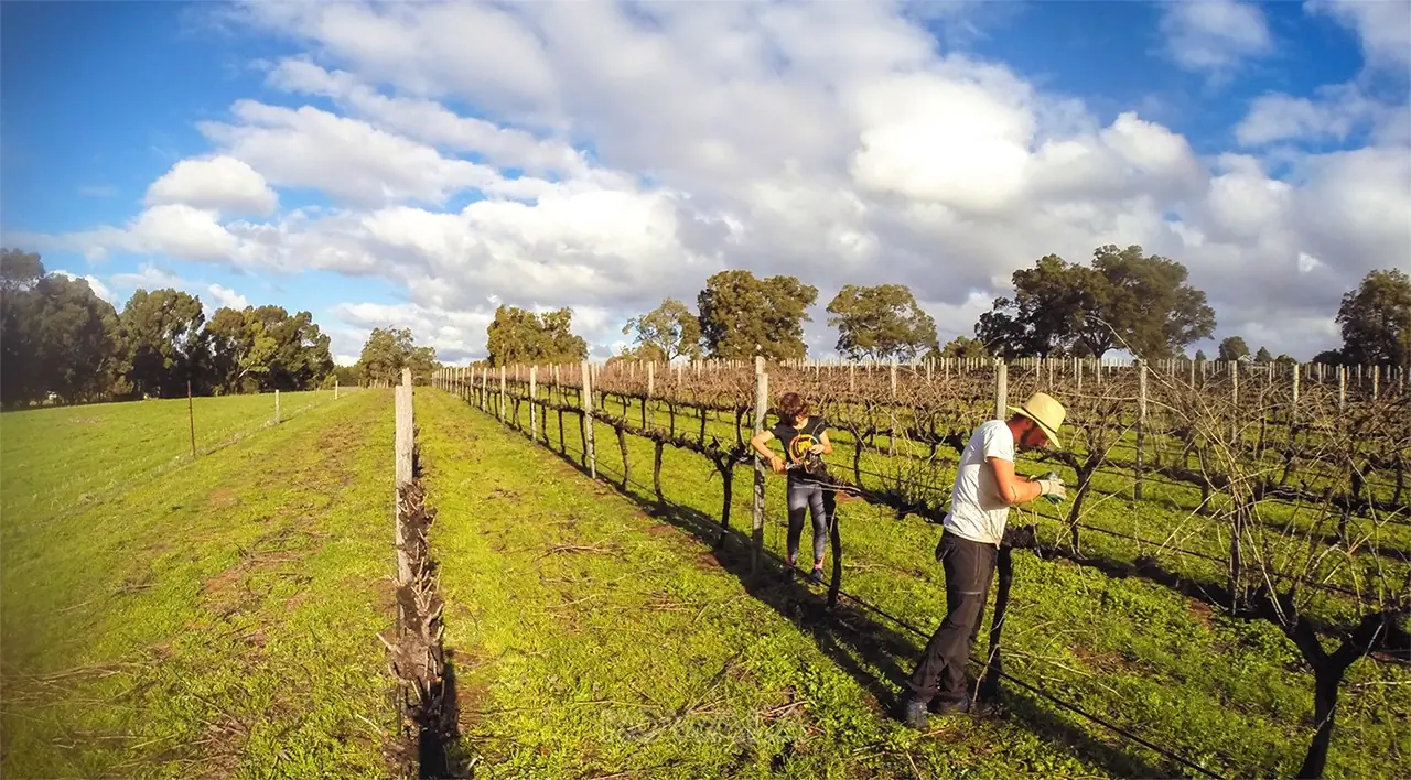 Travail dans les vignes en Australie