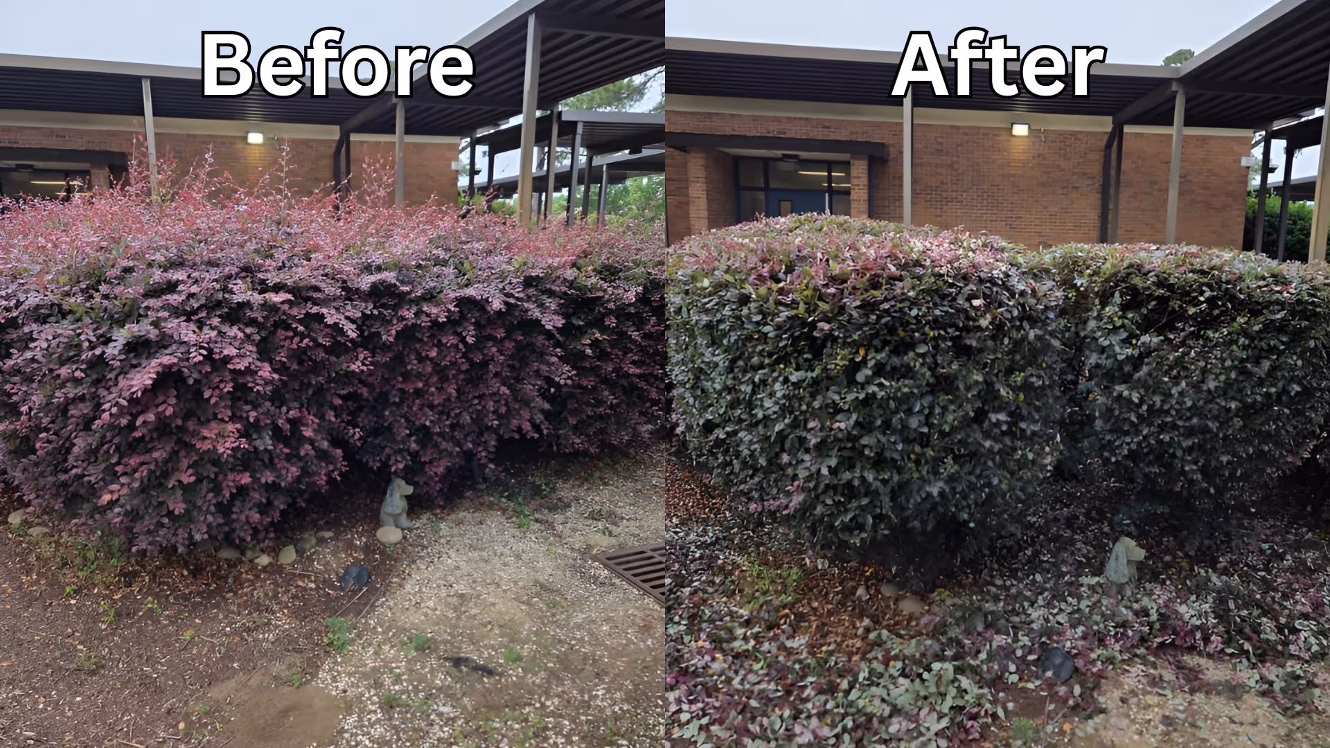 before and after lawn care by ATC Lawn Care near Sumter, SC