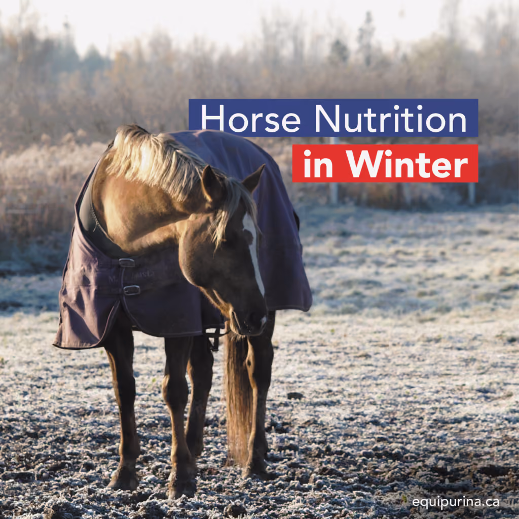 Get access to important information with Ontario Equestrian