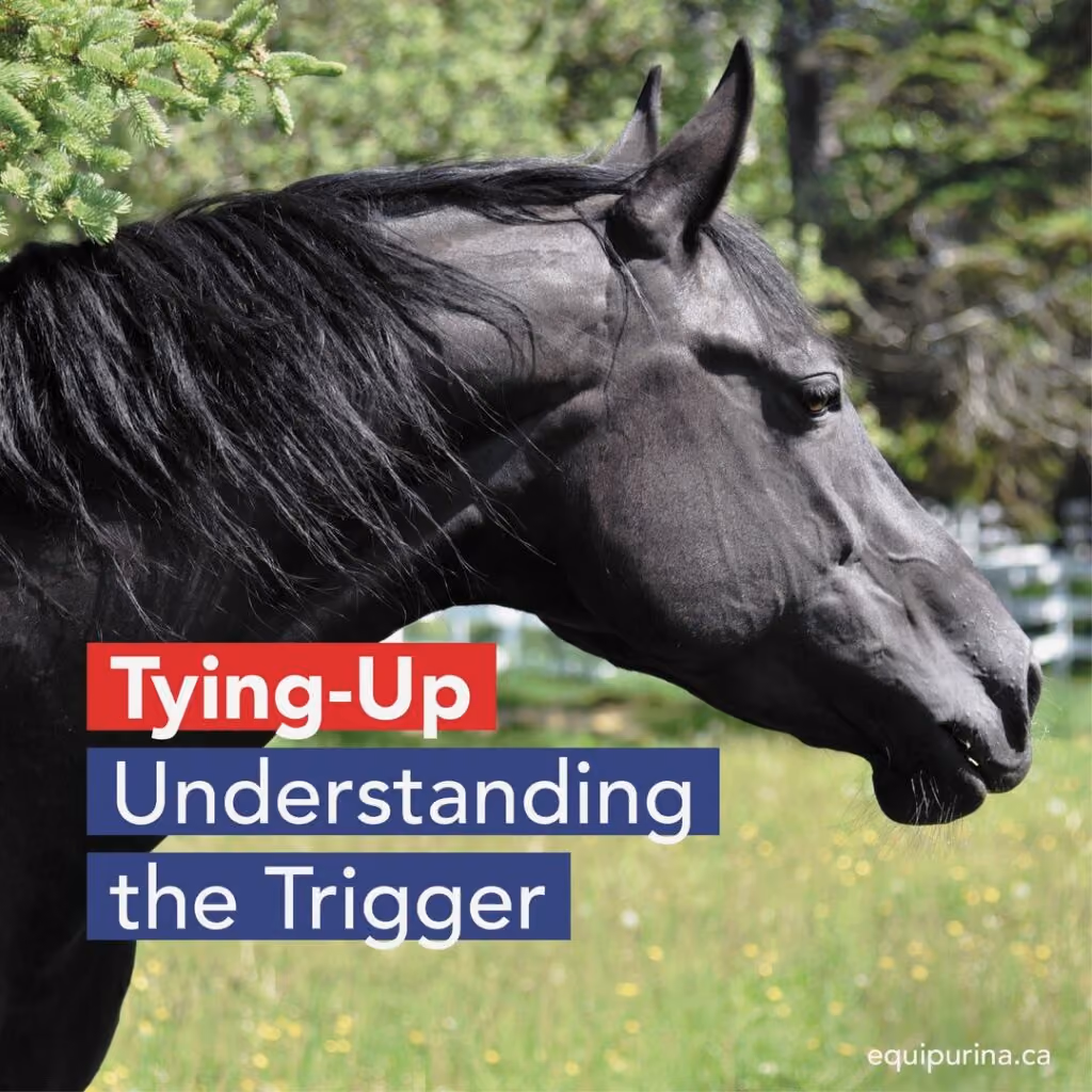 Get access to important information with Ontario Equestrian