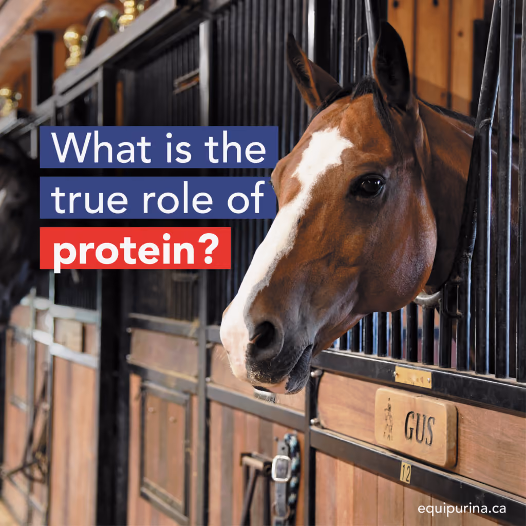 Get access to important information with Ontario Equestrian