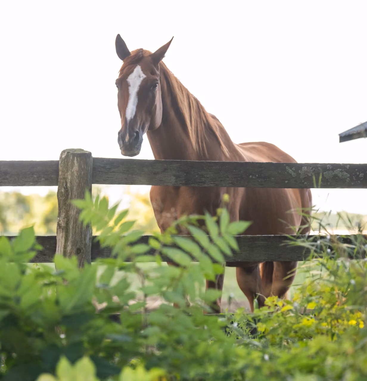 Get access to important information with Ontario Equestrian
