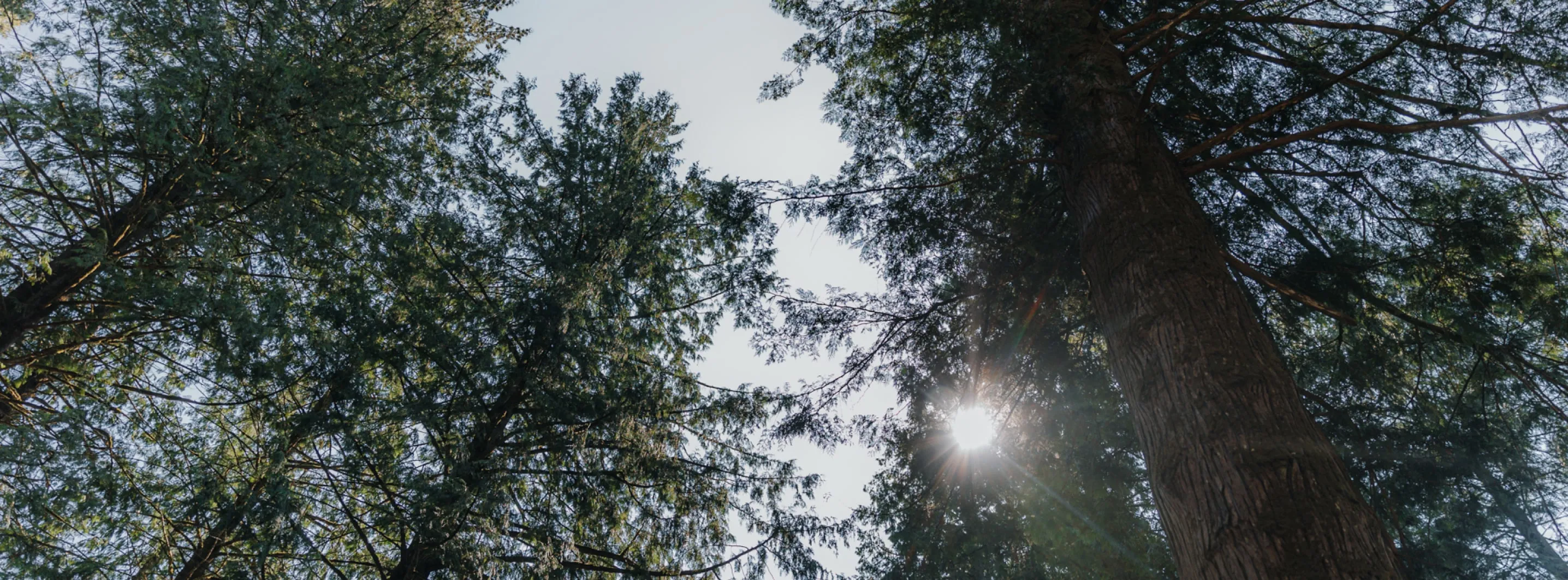 Community Involvement