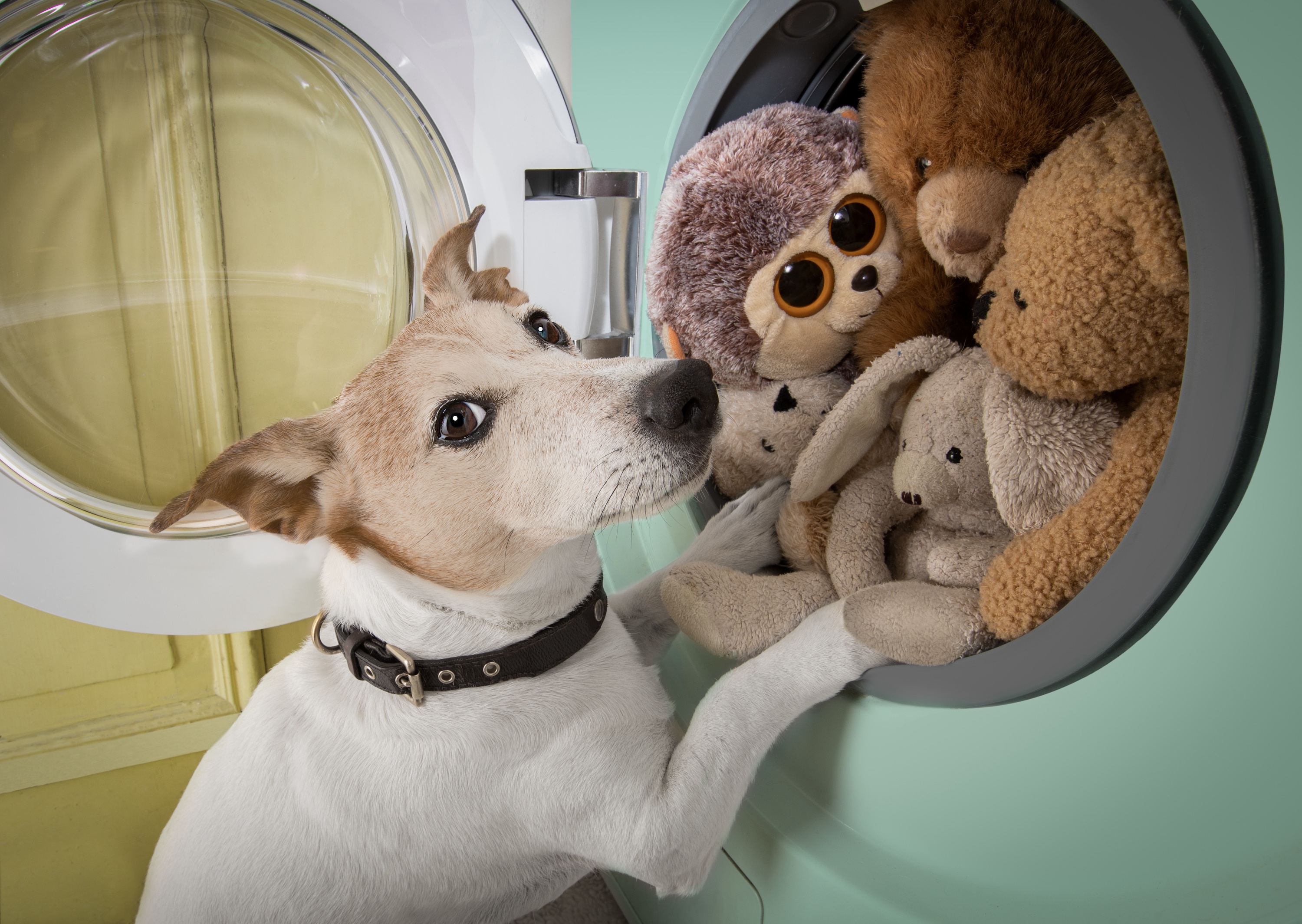 Pet Laundry Services
