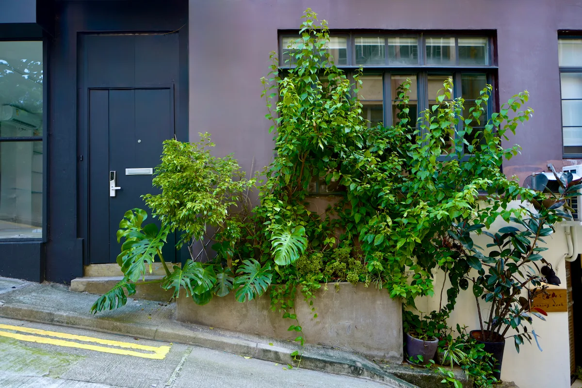 Green plants grow in a concrete planter outside a dark door on Po Hing Fong, a sloped street in Sheung Wan.