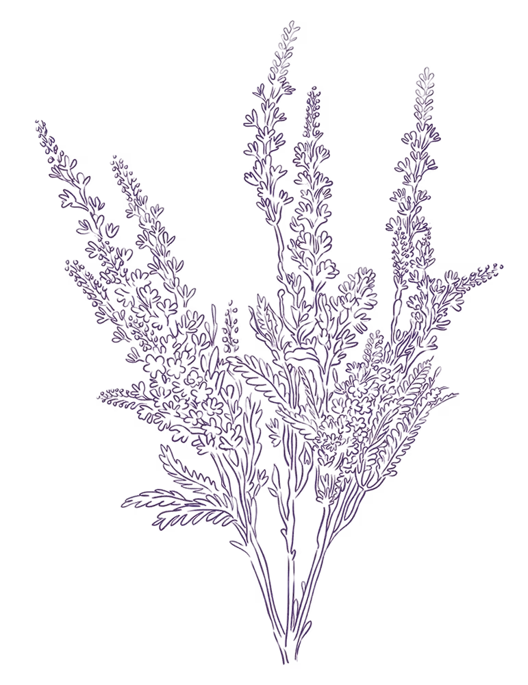 Emotional bridges lavender plant illustration