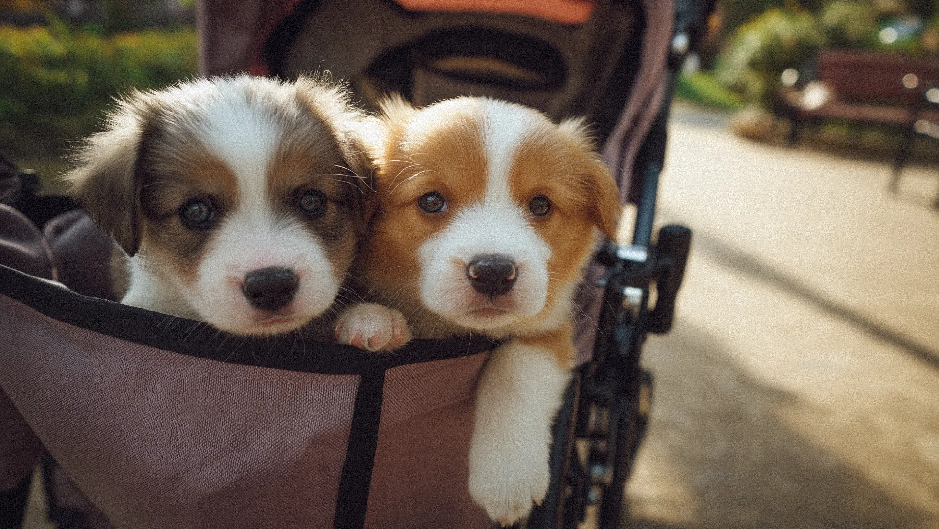 Cachorros paseando en carreola.