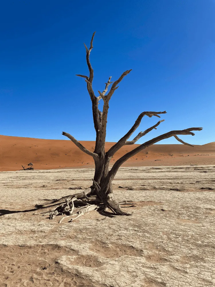 un arbre dans un désert